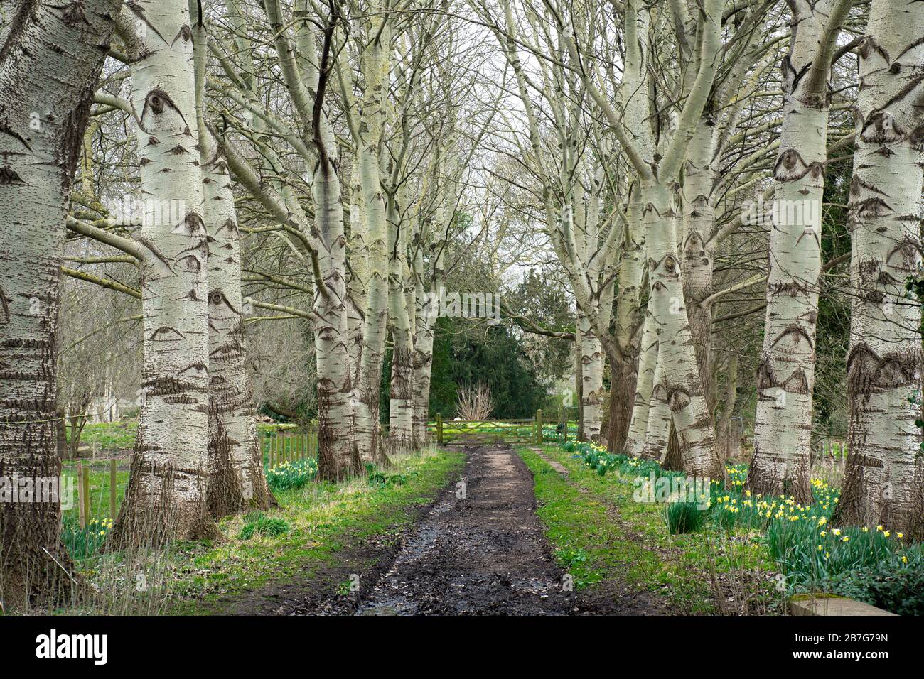 Avenue of grey poplar trees (Populus × canescens) with daffodils on the circular walk at Ankerwycke, Runnymede, UK Stock Photo
