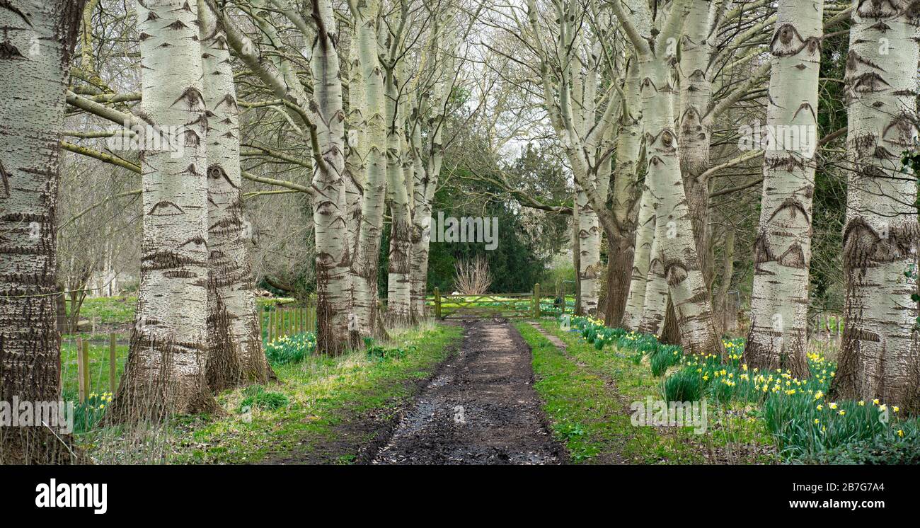 Avenue of grey poplar trees (Populus × canescens) with daffodils on the circular walk at Ankerwycke, Runnymede, UK Stock Photo