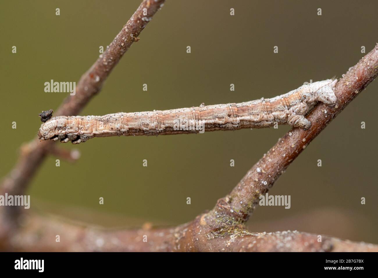 A geometrid moth larva, also called a looper caterpillar or inchworm Stock Photo