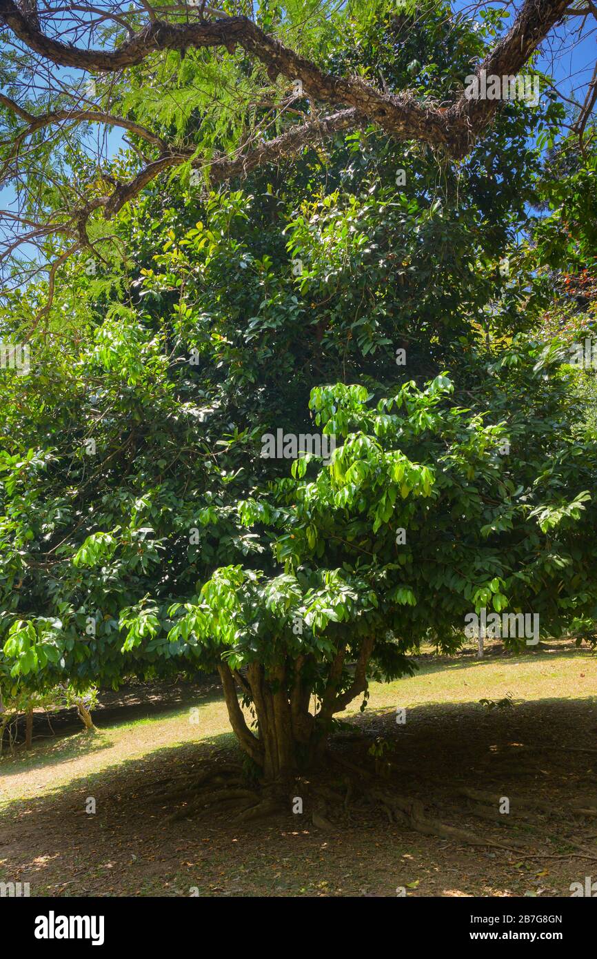 South Asia Sri Lanka Royal Botanical Gardens Perradeniya began 1371 King Wickramabahu Napoleonaea imperialis Napoleons Hat Tree Lecythidaceae small Stock Photo