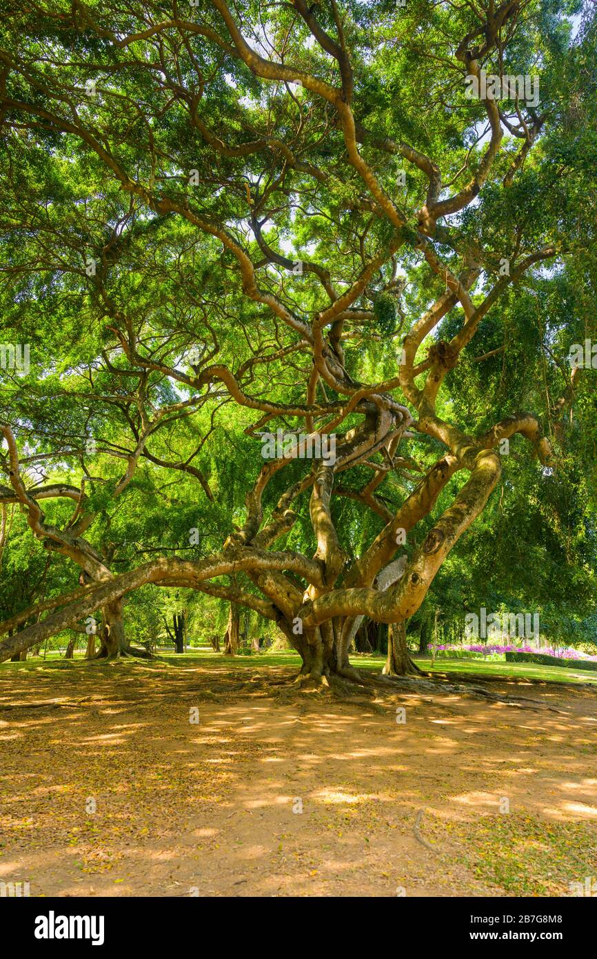South Asia Sri Lanka Royal Botanical Gardens Perradeniya began 1371 King Wickramabahu giant old Benjamin Fig tree Ficus Carica Benjamina Stock Photo