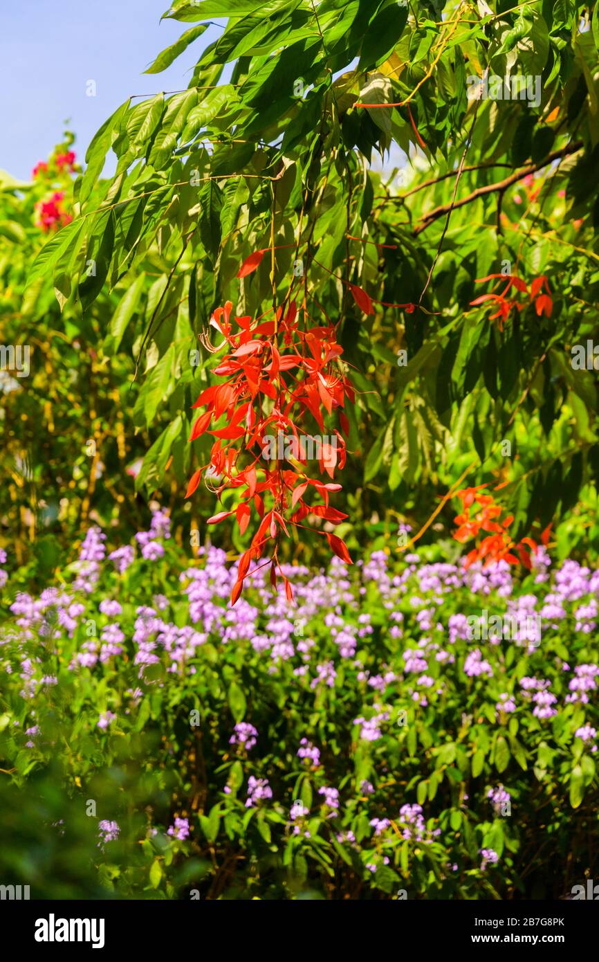 South Asia Sri Lanka Royal Botanical Gardens Perradeniya began 1371 King Wickramabahu Pandan Collection display flowers plants trees orange mauve Stock Photo