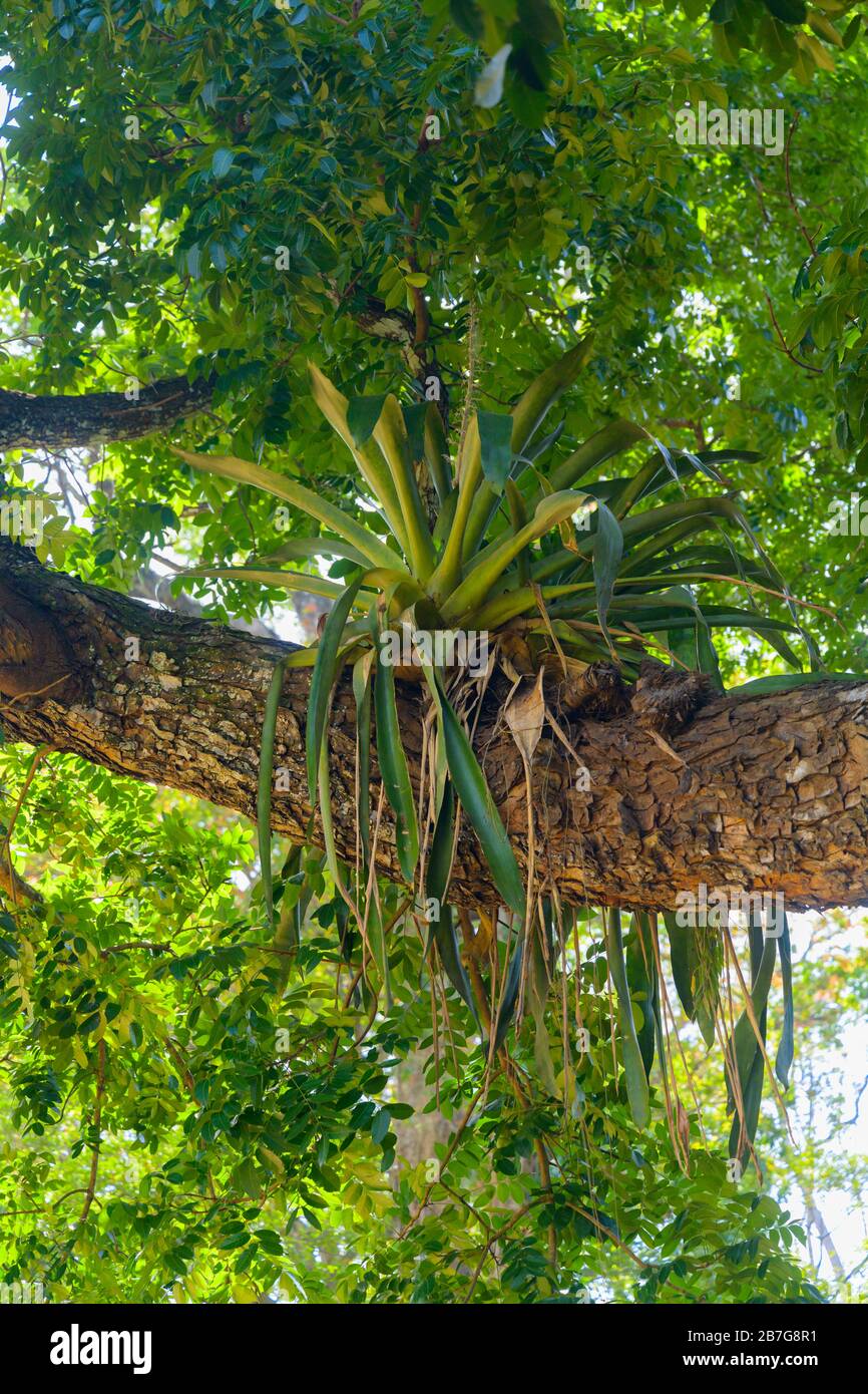 South Asia Sri Lanka Royal Botanical Gardens Perradeniya began 1371 King Wickramabahu Large Leaved Mahogany Khaya Grandifoliola parasite plant branch Stock Photo