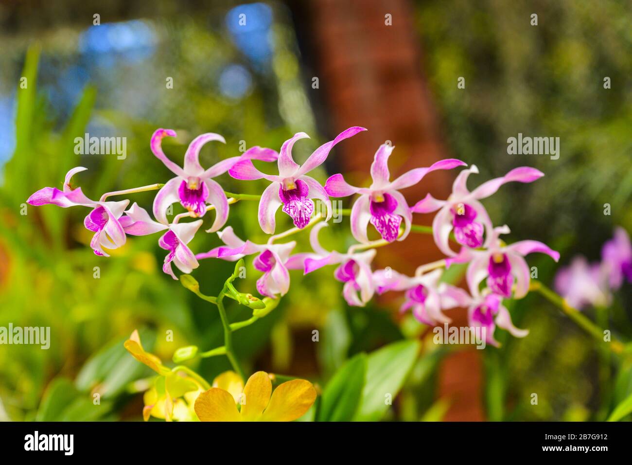South Asia began 1371 King Wickramabahu The Orchid House detail close up flower flowers bloom blooms spray Stock Photo