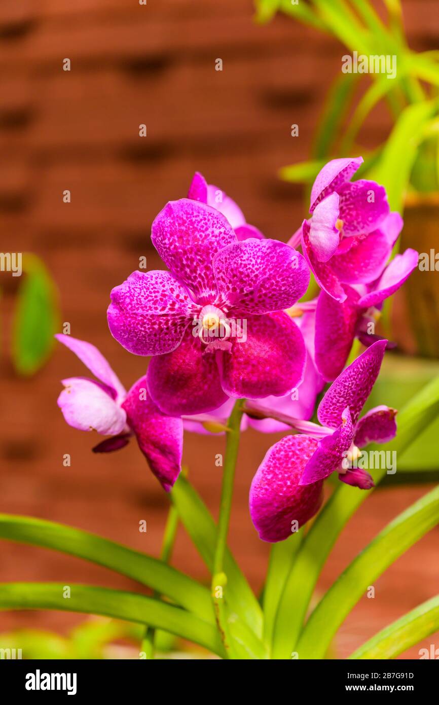 South Asia began 1371 King Wickramabahu The Orchid House detail close up flower flowers bloom blooms Vanda Roberts Delight Crownfox Big Red fuchsia Stock Photo