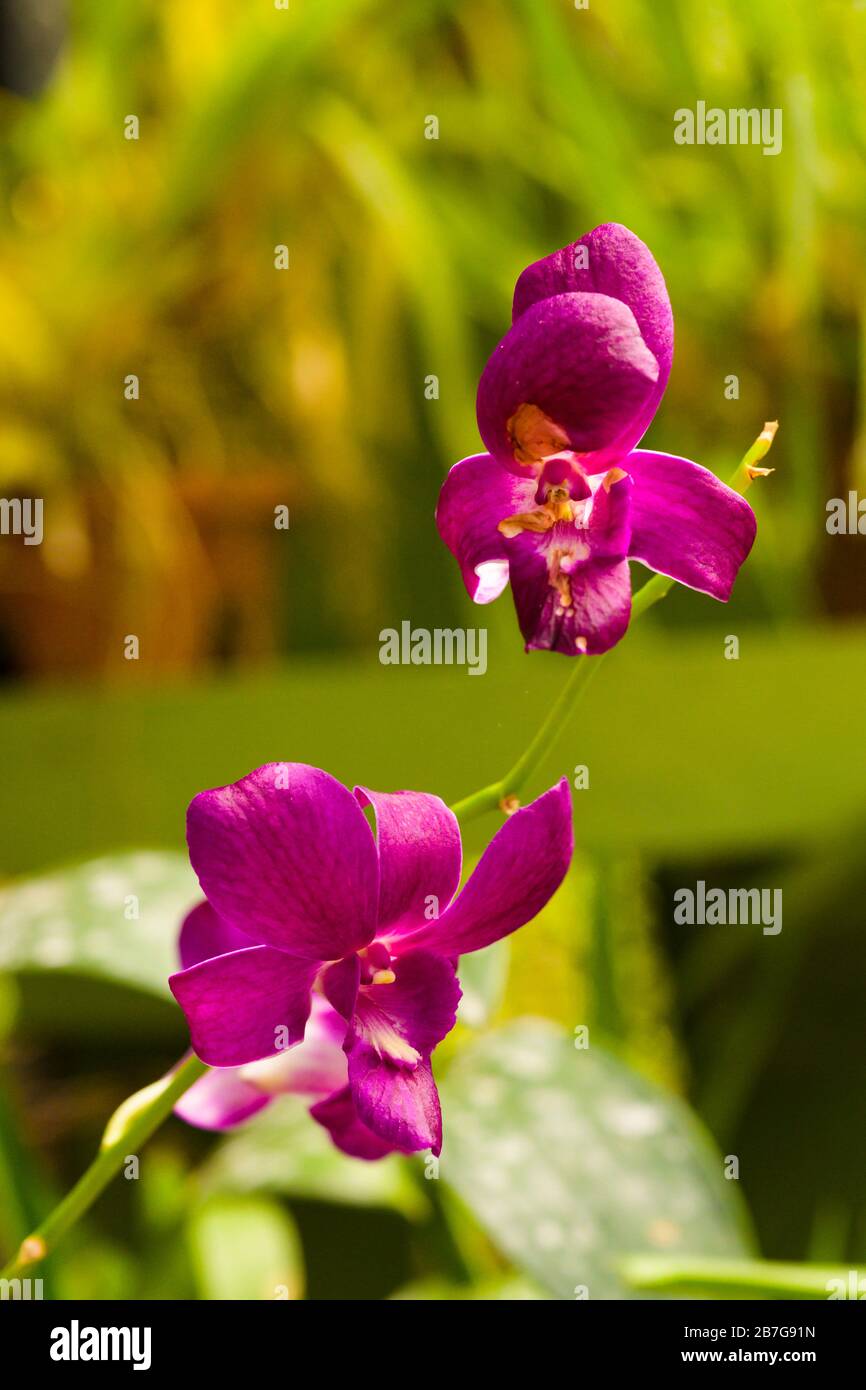 South Asia began 1371 King Wickramabahu The Orchid House close up flower flowers bloom blooms Vanda Orchid, V, Orchidaceae, Stock Photo