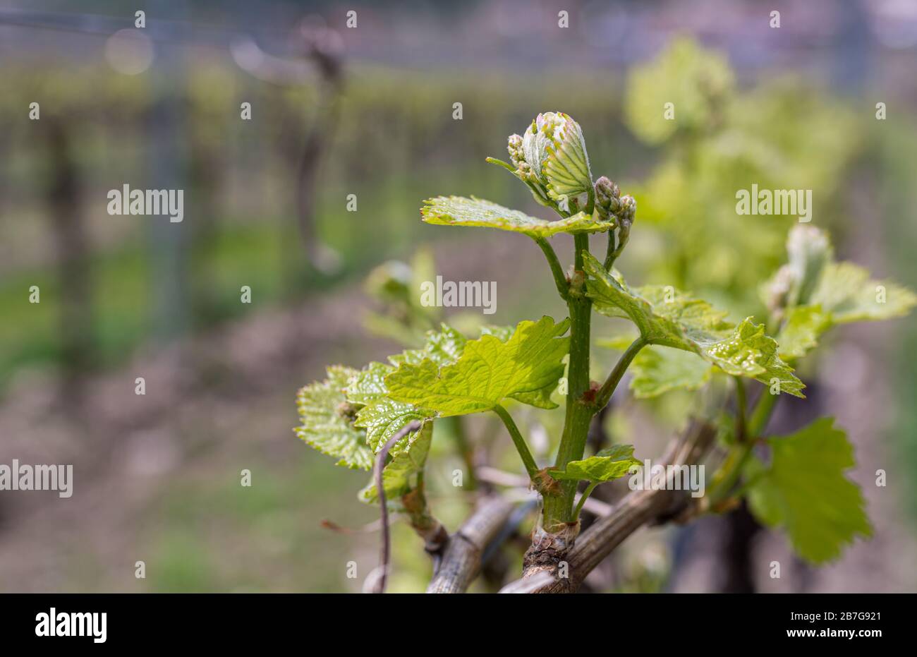 Grape Inflorescence Position Inflorescence growth hi-res stock photography and images - Alamy
