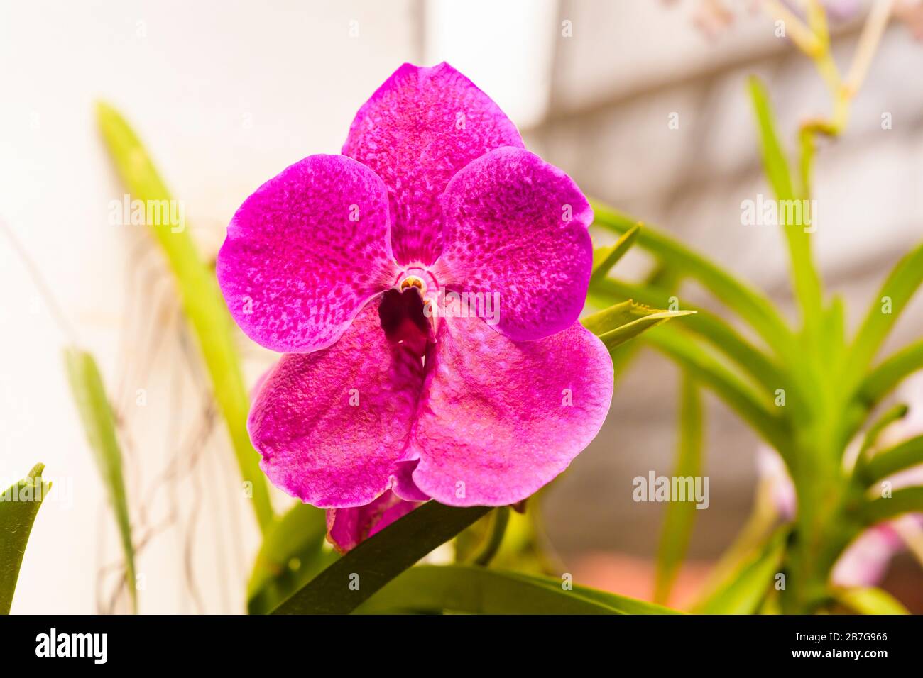 South Asia began 1371 King Wickramabahu The Orchid House close up flower flowers bloom blooms Vanda Orchid, V, Orchidaceae, Stock Photo