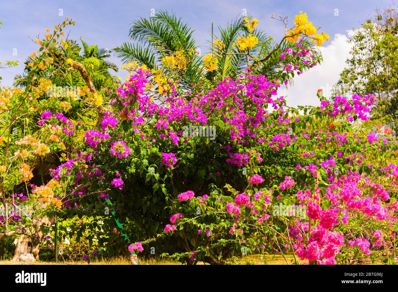 South Asia Sri Lanka Royal Botanical Gardens Perradeniya began 1371 King Wickramabahu ornamental bougainvillea bush tree magenta purple pink flower Stock Photo