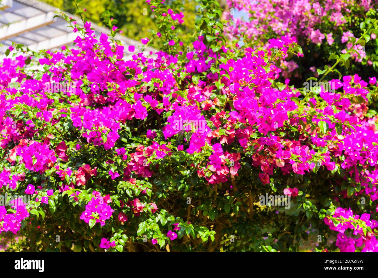 South Asia Sri Lanka Royal Botanical Gardens Perradeniya began 1371 King Wickramabahu ornamental bougainvillea bush tree magenta purple pink flower Stock Photo