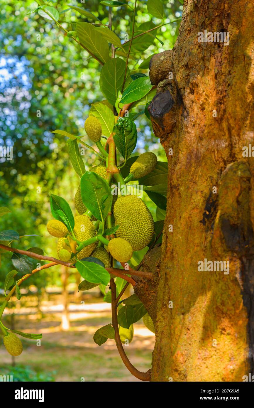 South Asia Sri Lanka Royal Botanical Gardens Perradeniya began 1371 King Wickramabahu jackfruit tree jack tree fruit Artocarpus Heterophyllus Stock Photo