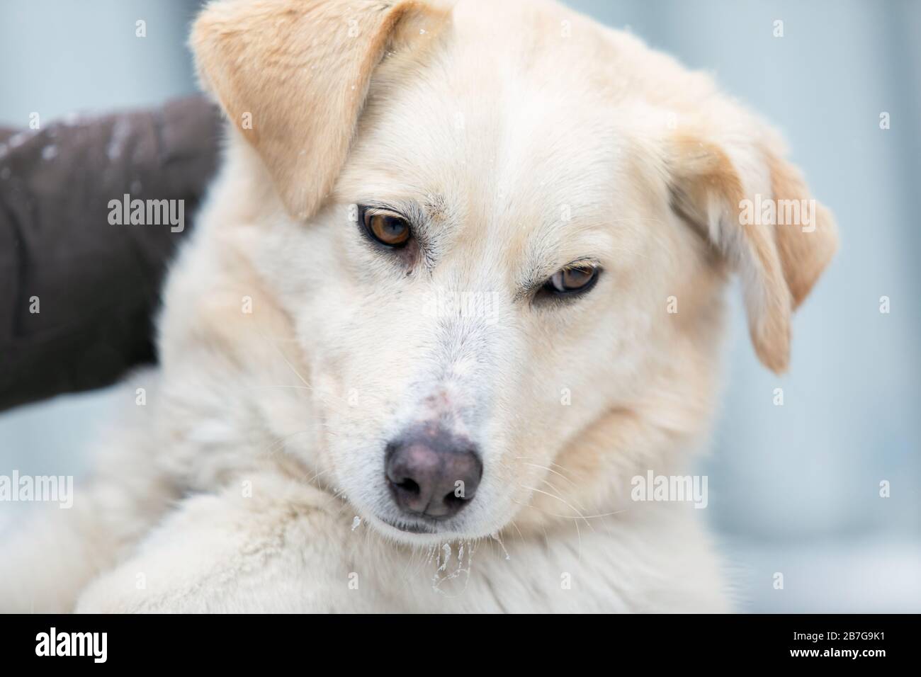 homeless dog in shelter with sad crying eyes, emotional moment, adopt me concept. Stock Photo