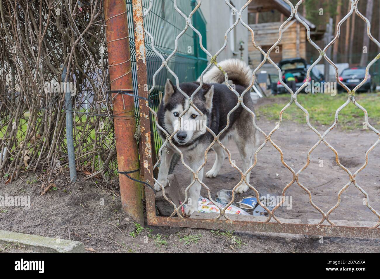 husky climbing fence