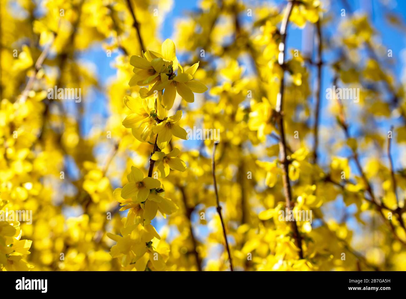 forsythia golden decoration early spring flower bush with blue sky the first blooming bush in year Stock Photo