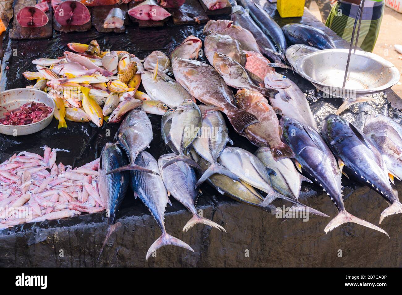 South Asia Sri Lanka Fort Galle colonial town centre old ancient harbour port fresh fish stall mullet bream tuna scales Stock Photo