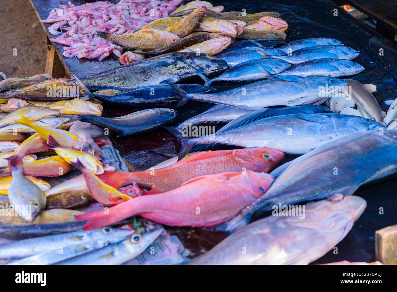 South Asia Sri Lanka Fort Galle colonial town centre old ancient harbour port fresh fish stall bream mullet tuna squid pickhandle barracuda snapper Stock Photo