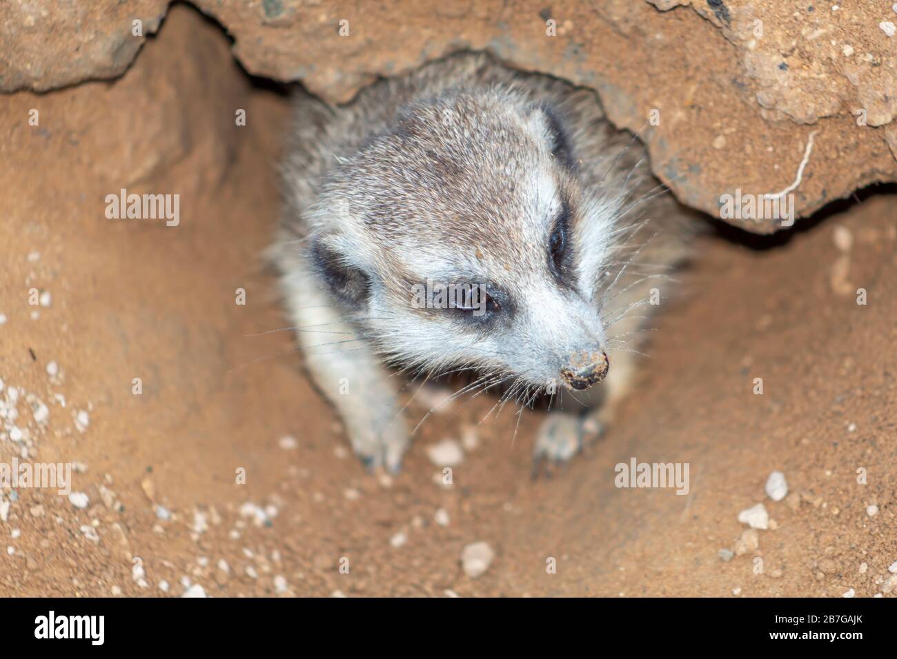 Meerkat hiding under a rock Stock Photo