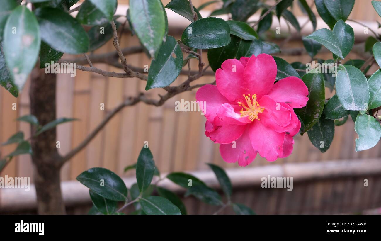 Beautiful pink camellia flower blooming, with bamboo fence in the blurred background. Stock Photo