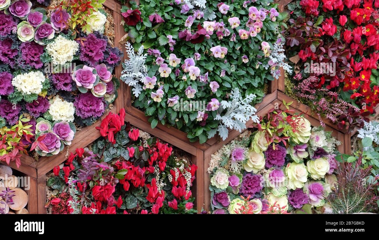 Vertical hexagon planter boxes, with a variety of colorful flowers planted. Stock Photo
