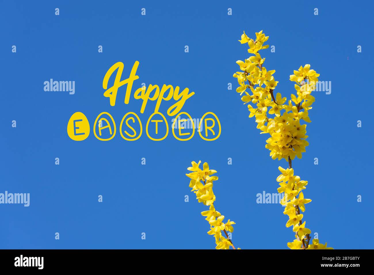 forsythia golden decoration early spring easter bush with blue sky and happy easter sign Stock Photo