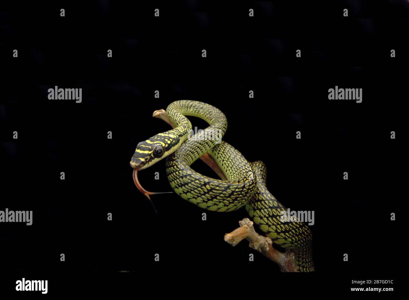 Golden Flying Snake, Chrysopelea ornata Stock Photo
