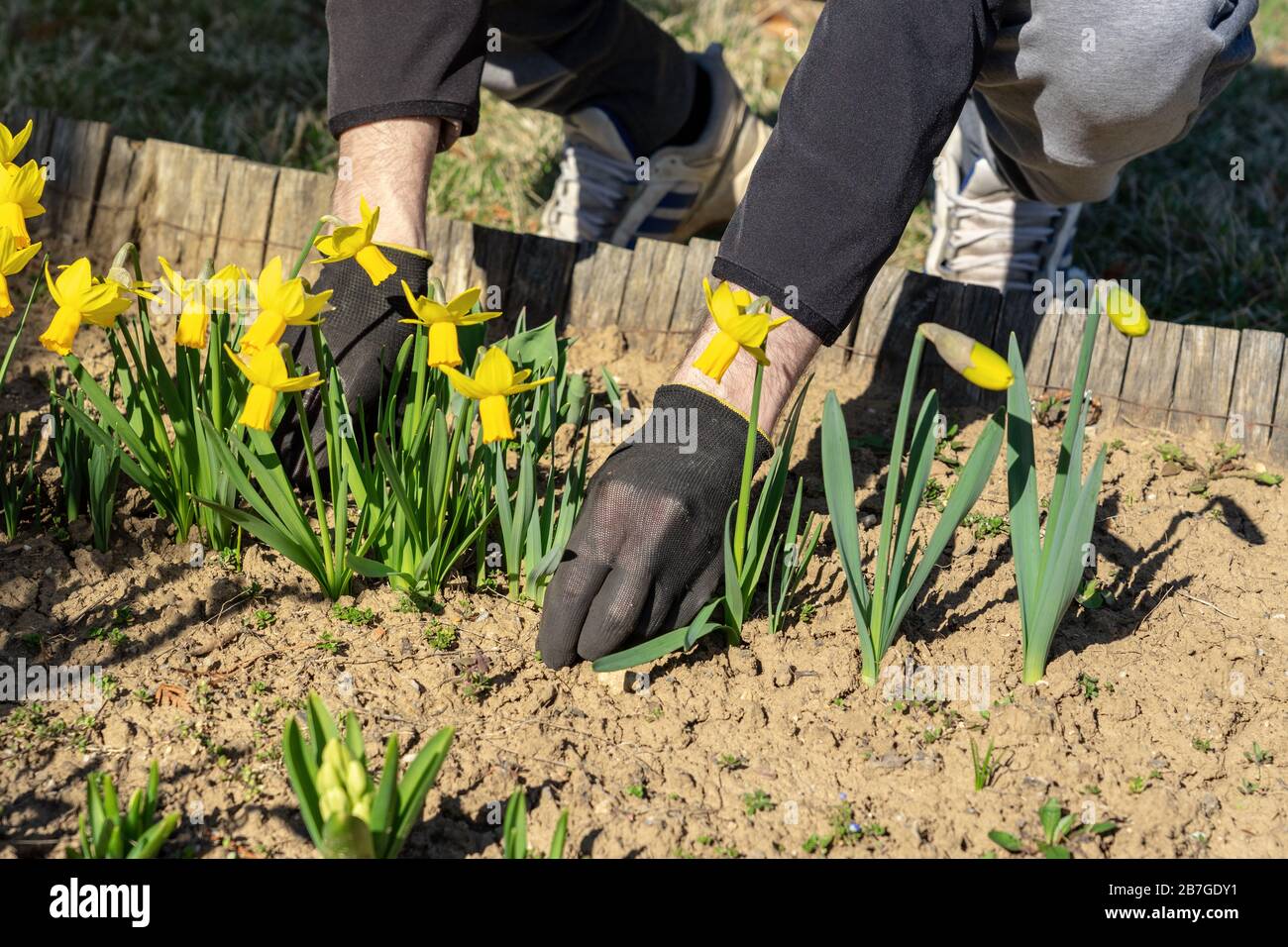 hands of man who is doing some garden care weed out round the daffodil flowers Stock Photo