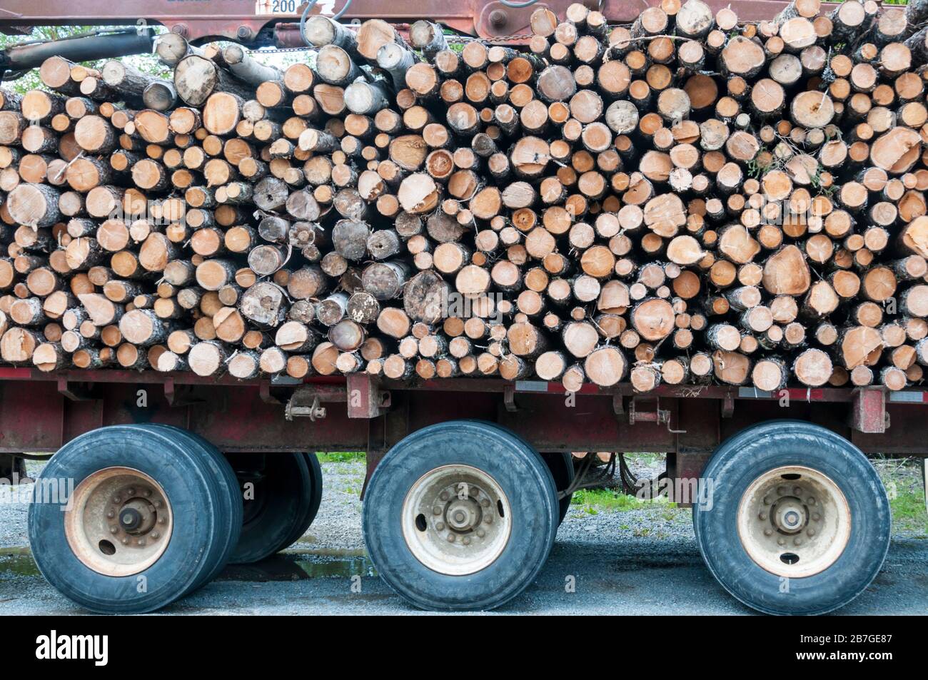 Logs stacked on a trailer. Stock Photo