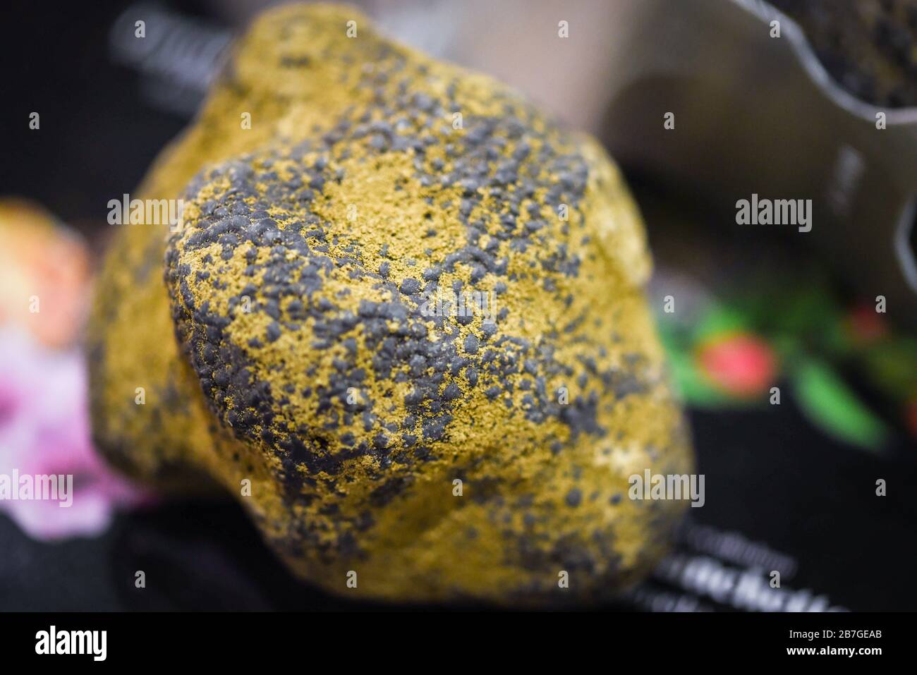 fresh truffles close up view Stock Photo