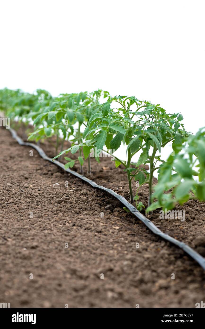 Tomato plants in a greenhouse and drip irrigation system - selective focus,  white background Stock Photo - Alamy