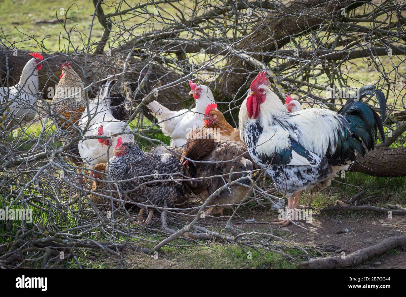 Glückliche Hühner / Hahn  Freilandhaltung Stock Photo