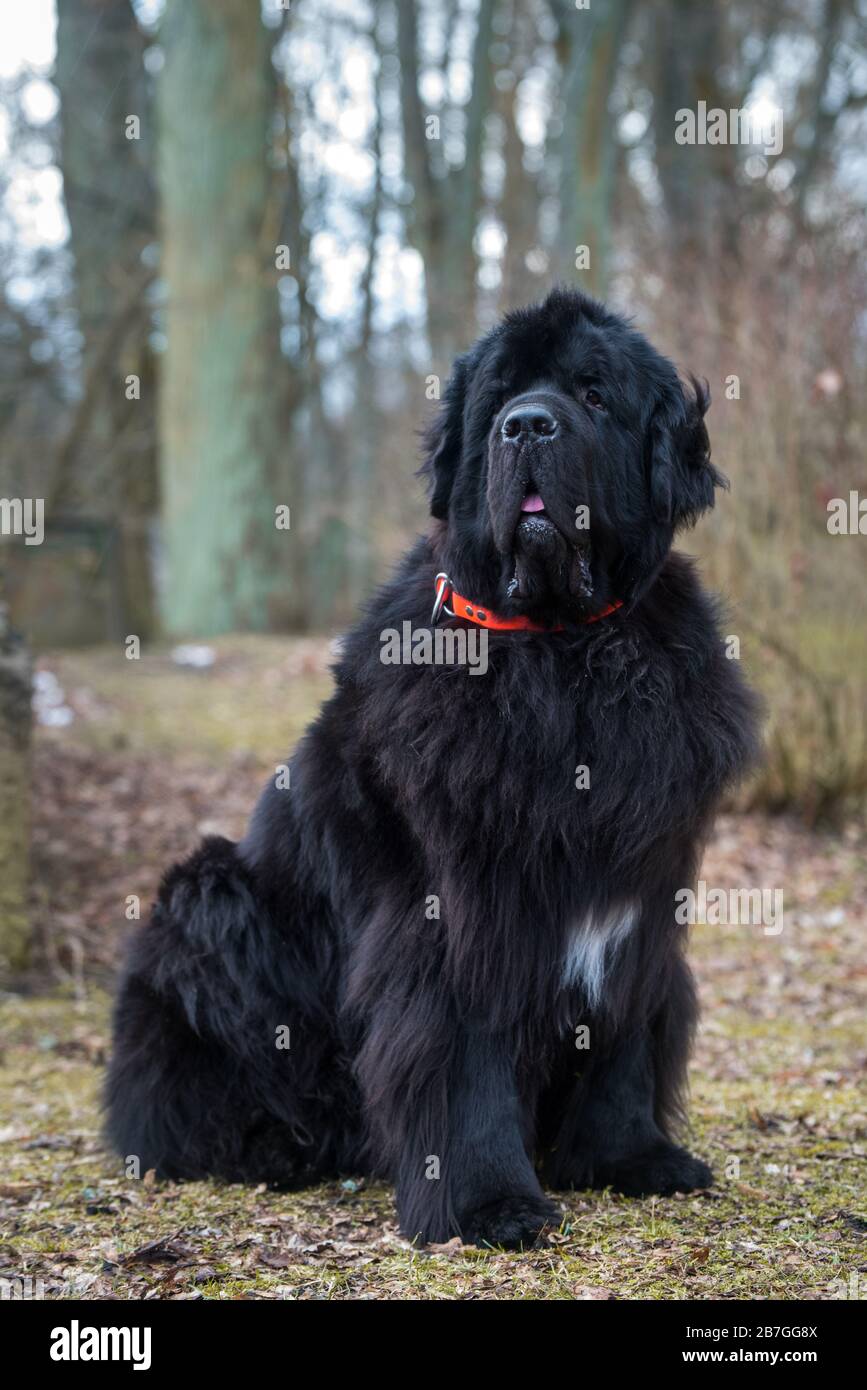 Black newfie hotsell