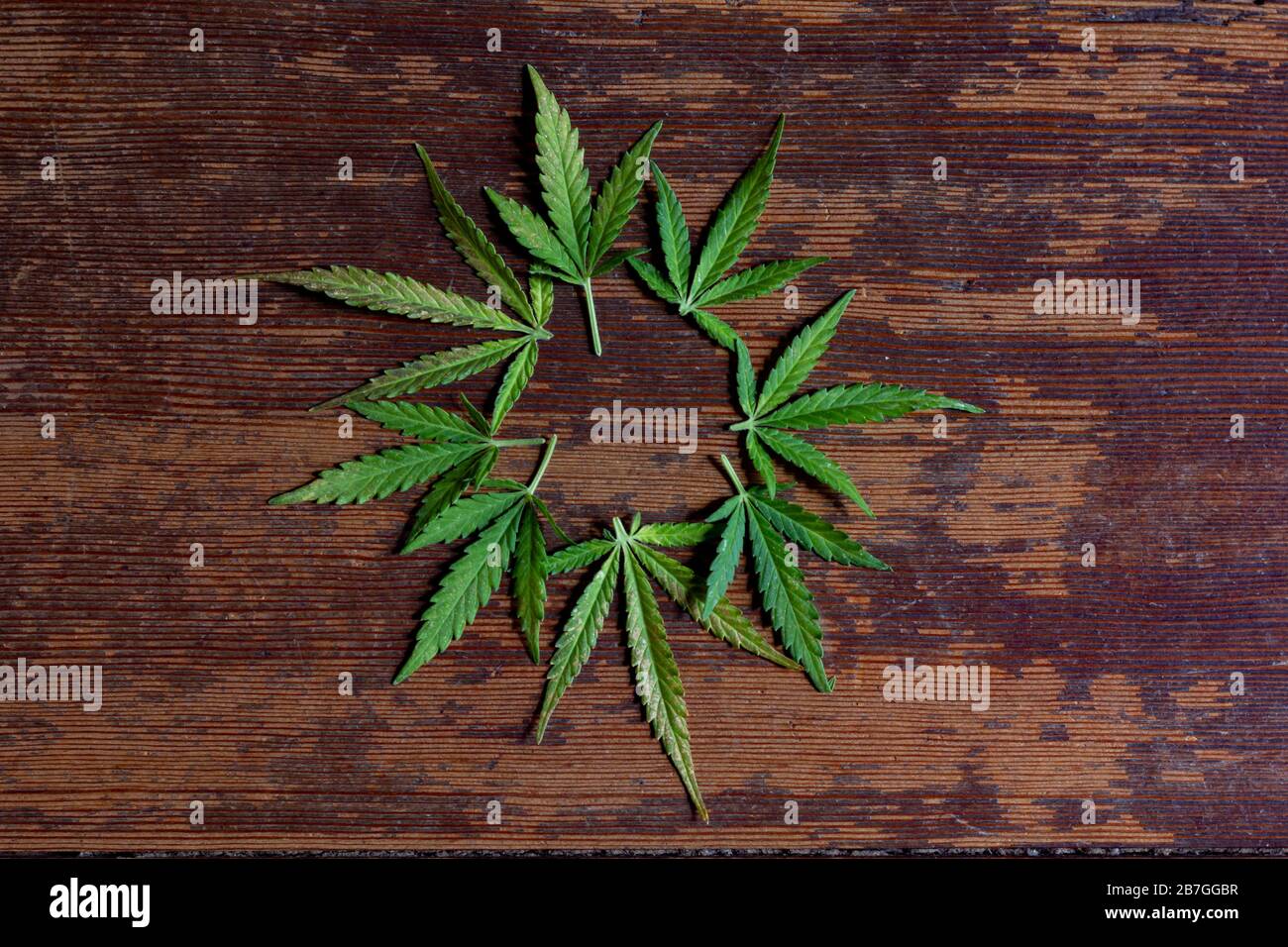 Green leaves of a marijuana plant disposed on a brown wooden table on a circle. Stock Photo