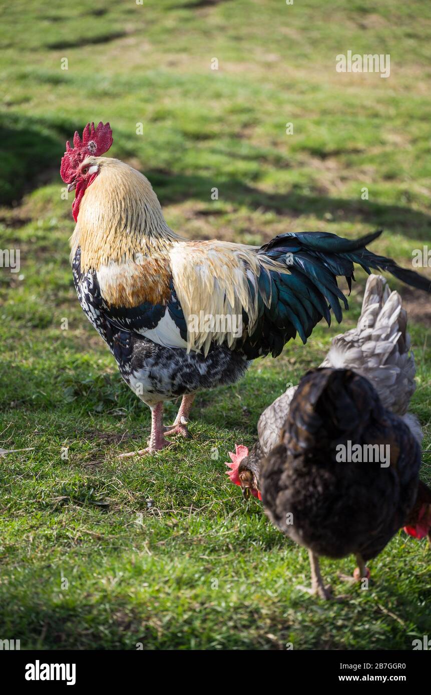 Glückliche Hühner / Hahn  Freilandhaltung Stock Photo