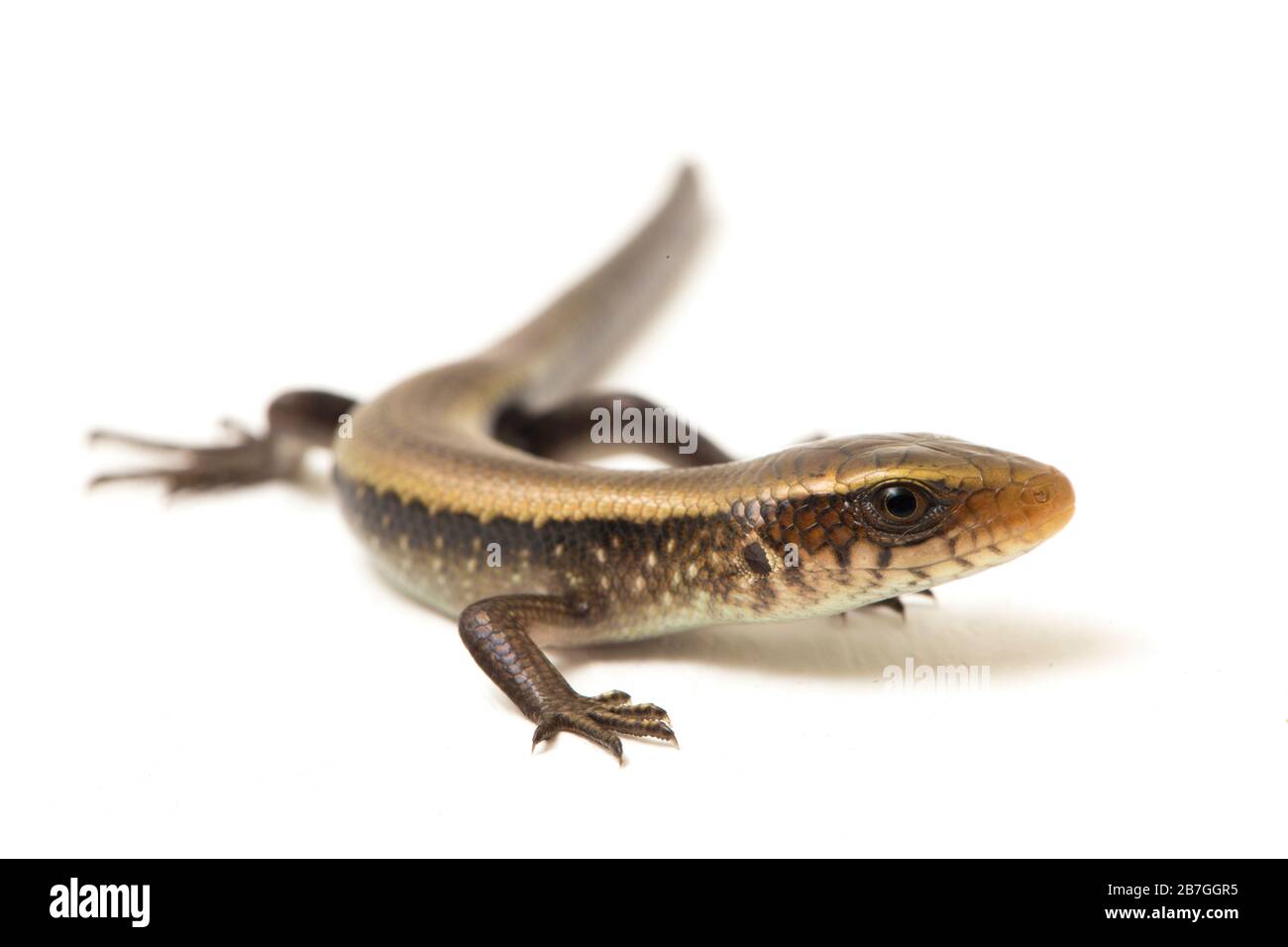 Eutropis multifasciata, East Indian brown mabuya, many-lined sun skink, many-striped skink, common sun skink isolated on white background Stock Photo