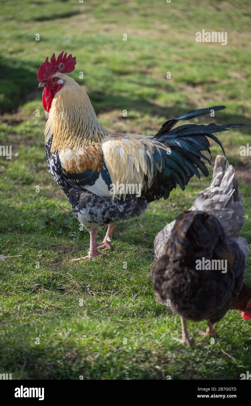 Glückliche Hühner / Hahn  Freilandhaltung Stock Photo