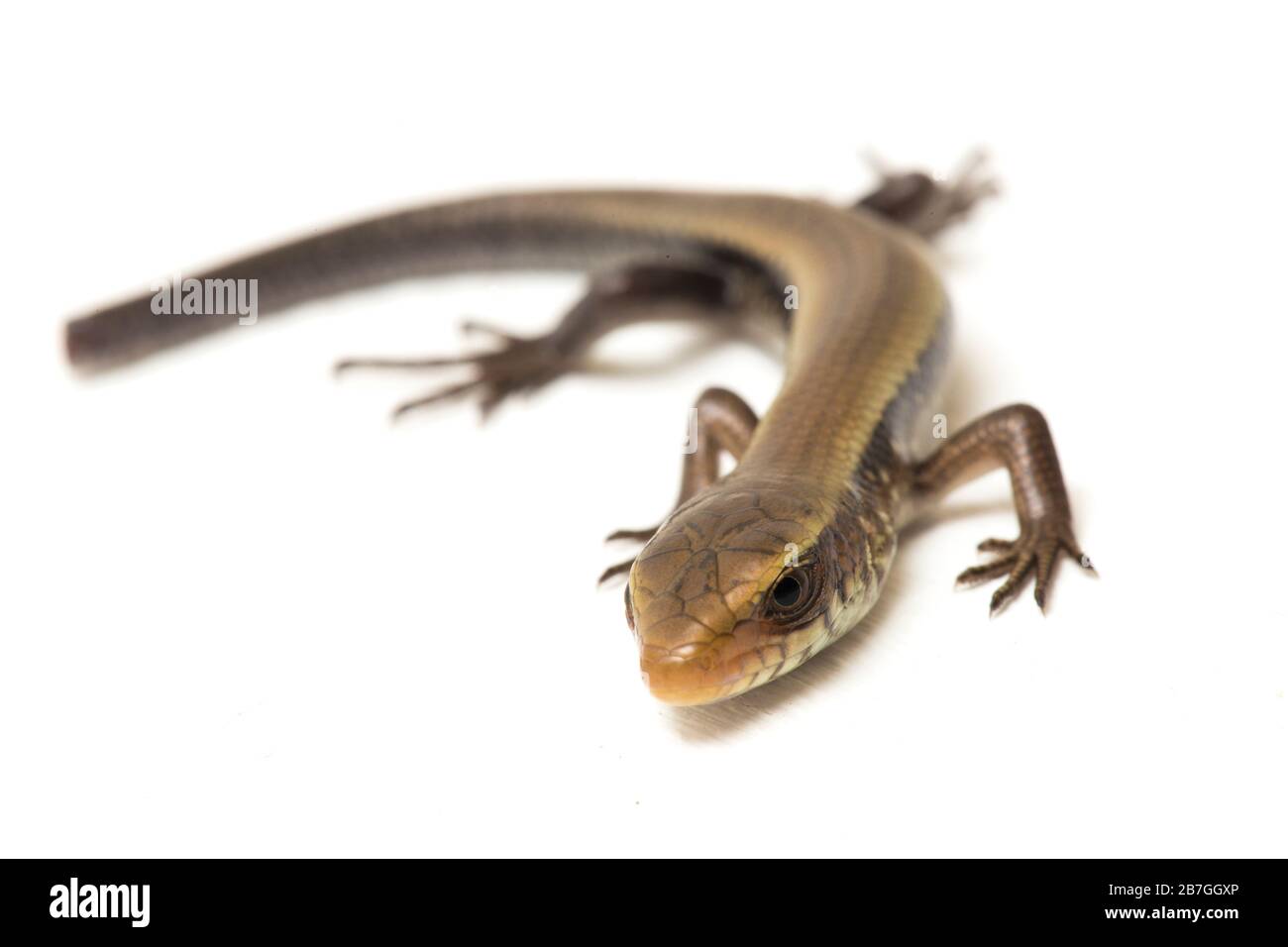 Eutropis multifasciata, East Indian brown mabuya, many-lined sun skink, many-striped skink, common sun skink isolated on white background Stock Photo