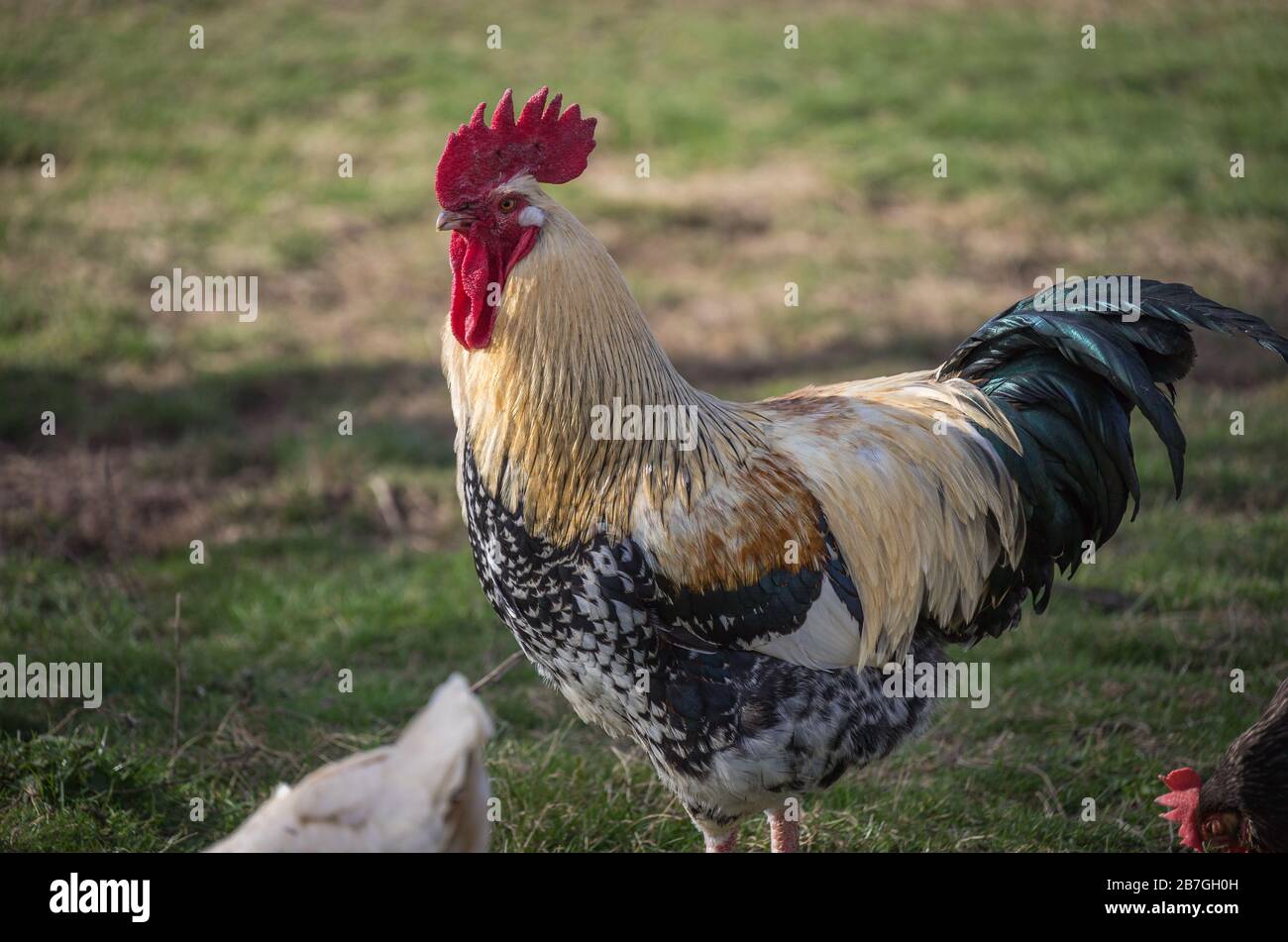 Glückliche Hühner / Hahn  Freilandhaltung Stock Photo