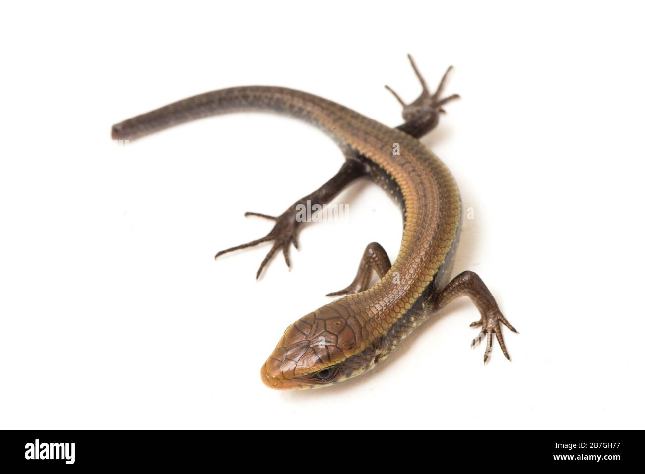 Eutropis multifasciata, East Indian brown mabuya, many-lined sun skink ...