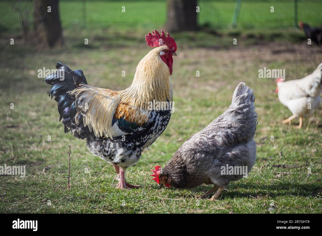 Glückliche Hühner / Hahn  Freilandhaltung Stock Photo