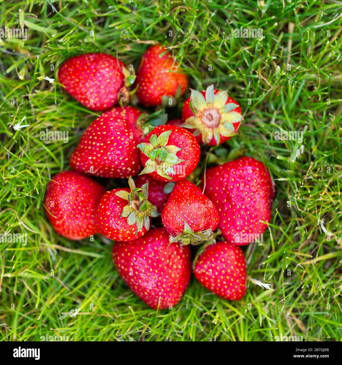 Ripe strawberries lying in green grass Stock Photo