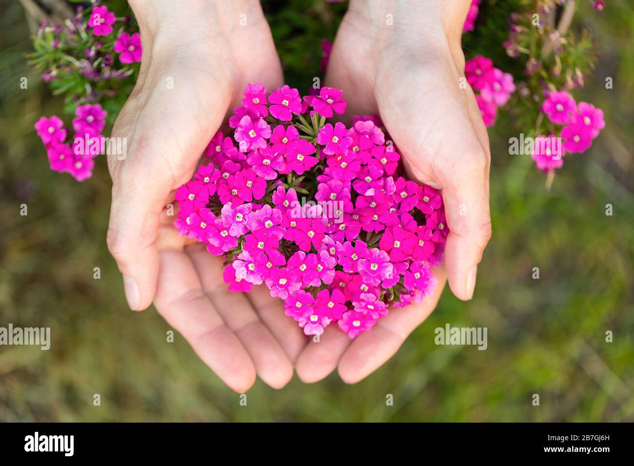 Small pink flowers in female hands Stock Photo
