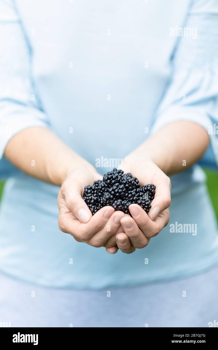 A woman holding blackberries in her hands Stock Photo