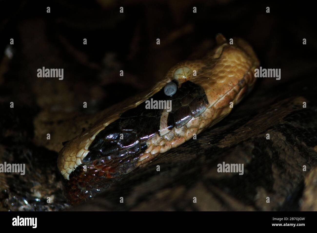 A blue tick is embedded in the skin of a large Gabon Viper. These exoparasites drink the blood of the host untill engorged and then drop off Stock Photo