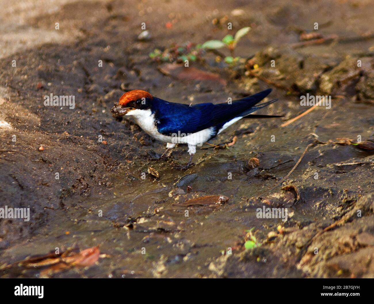 A Wire-tailed Swallow collects pellets of mud from a puddle edge to add to its intricate bowl shaped nest. Bothe sexes are alike and both build Stock Photo