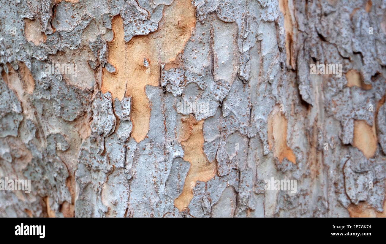 Closeup of tree trunk, with pieces of the tree bark peeling apart. Stock Photo