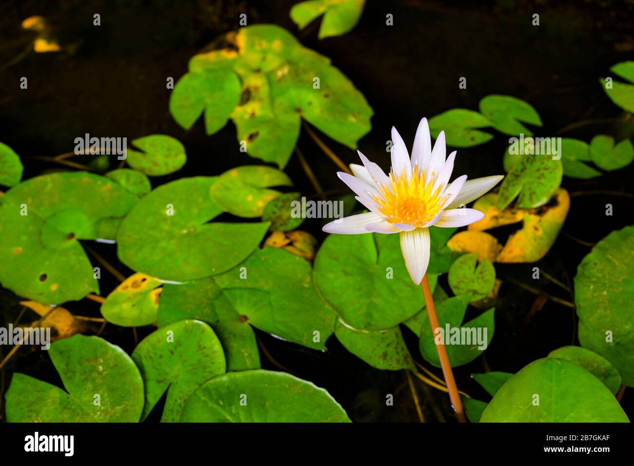 South Asia Sri Lanka Sigiriya Ceylon white water lily lotus Nymphaea Odonata caerulea leaves flora Stock Photo