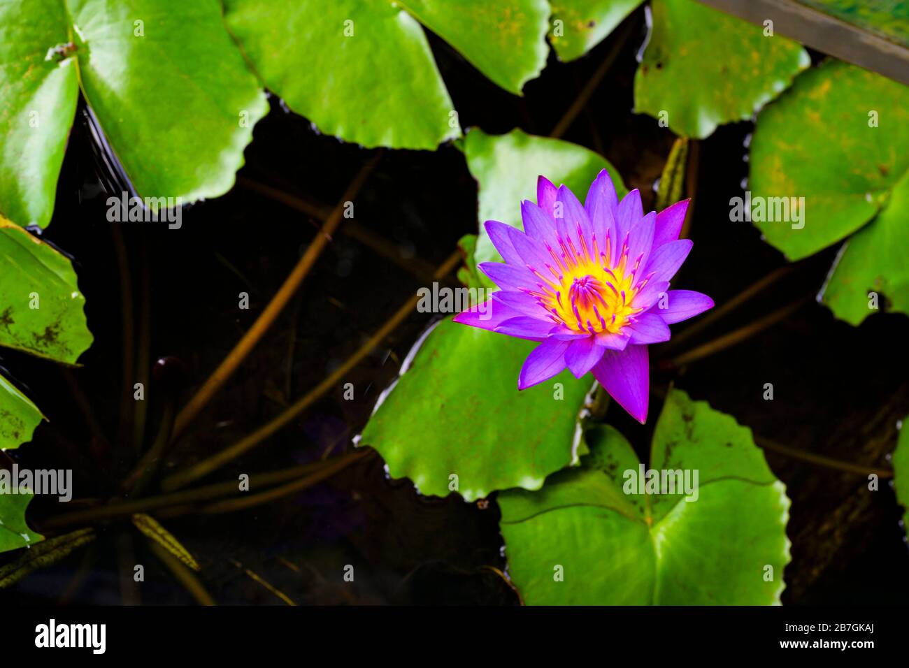 South Asia Sri Lanka Sigiriya Ceylon mauve purple water lily lotus nymphaea caerulea leaves flora Stock Photo