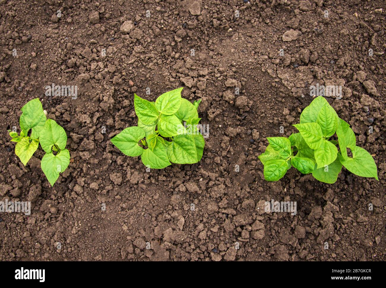 Young bean plants hi-res stock photography and images - Alamy