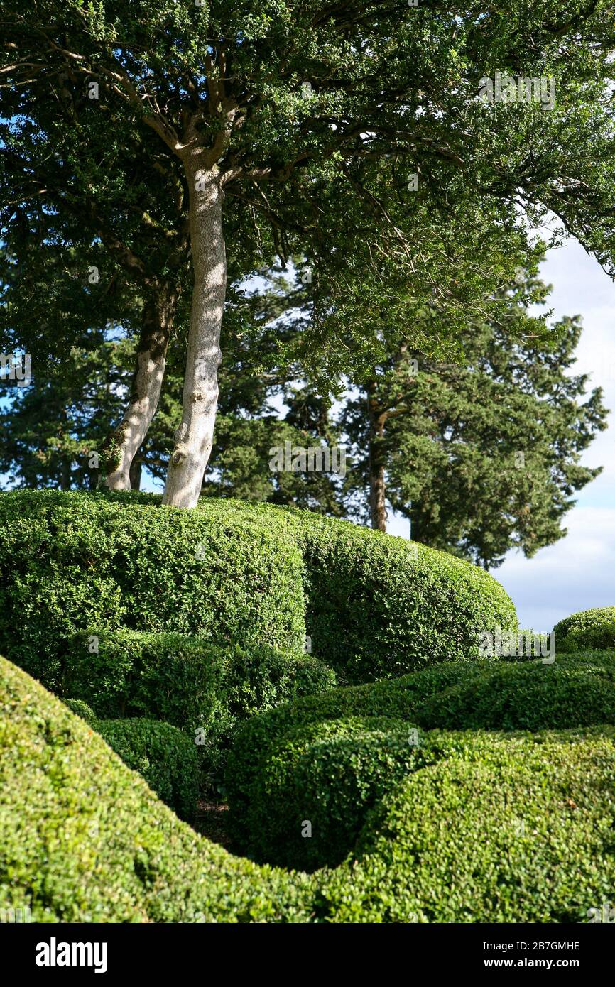 Clipped Buxus / Box topiary shapes with trees, Les Jardins de Marqueyssac, Dordogne, France Stock Photo