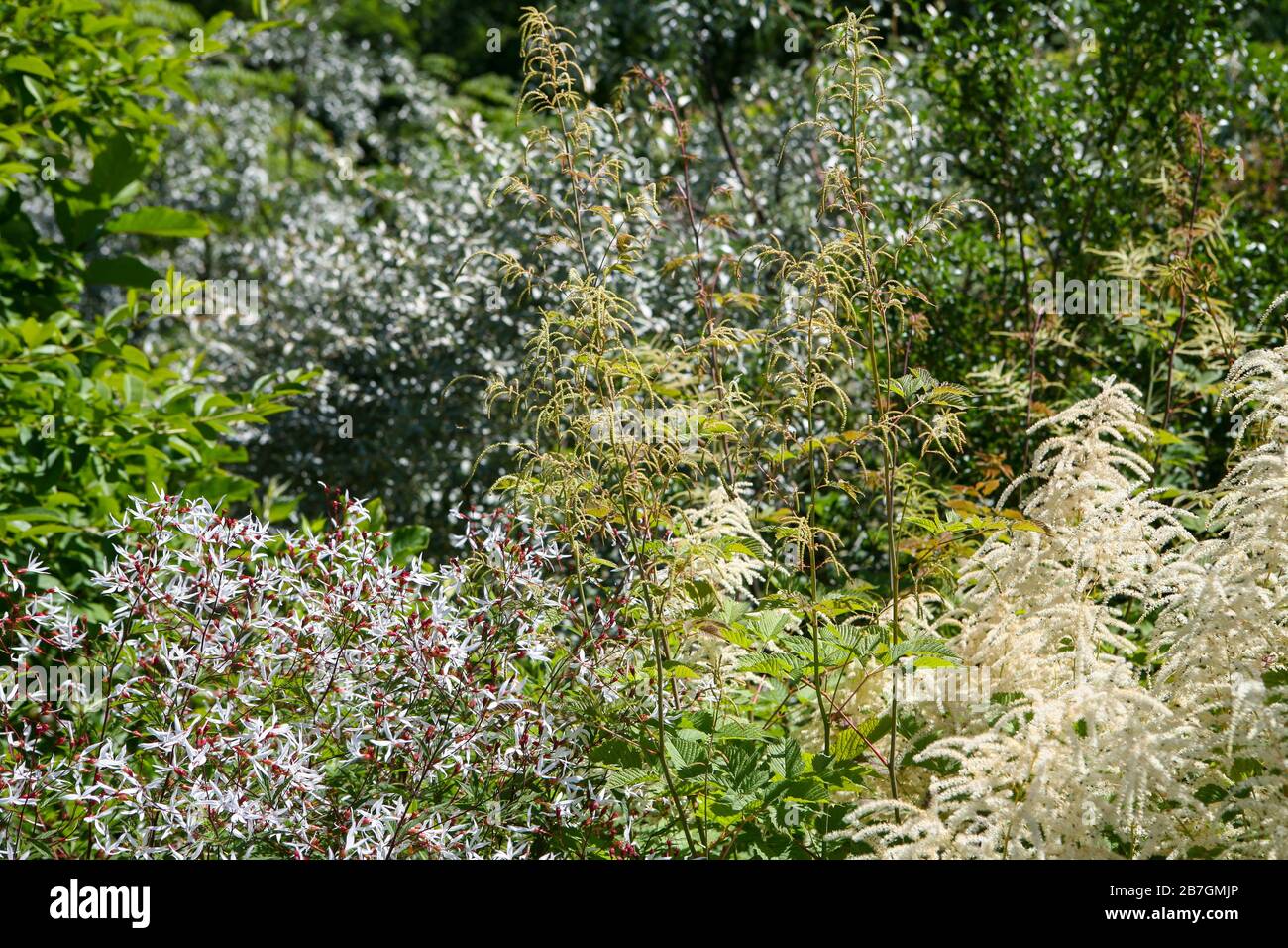 Herbaceous planting scheme, white garden, muted colour palette Stock Photo